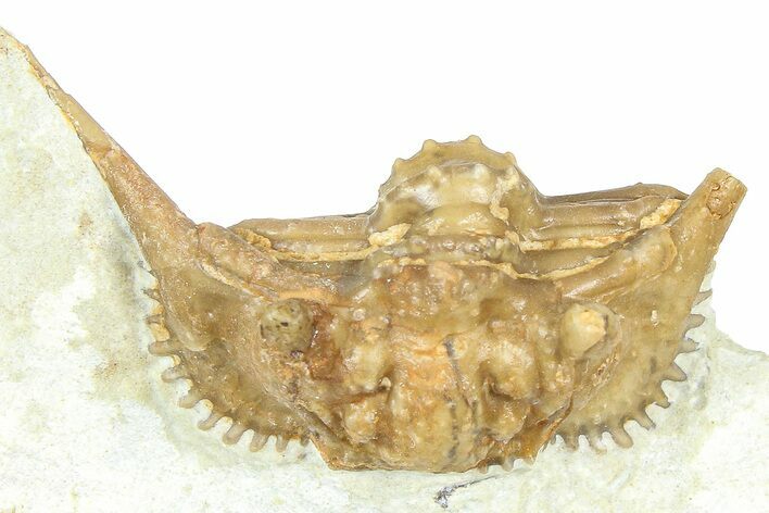 Bargain, Enrolled Spiny Trilobite (Kettneraspis) - Oklahoma #363005
